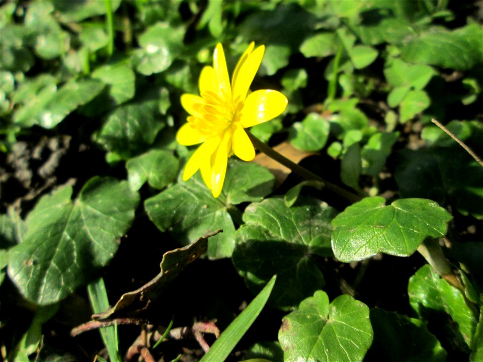 Scharbockskraut (Ficaria verna) am Staden in Saarbrücken