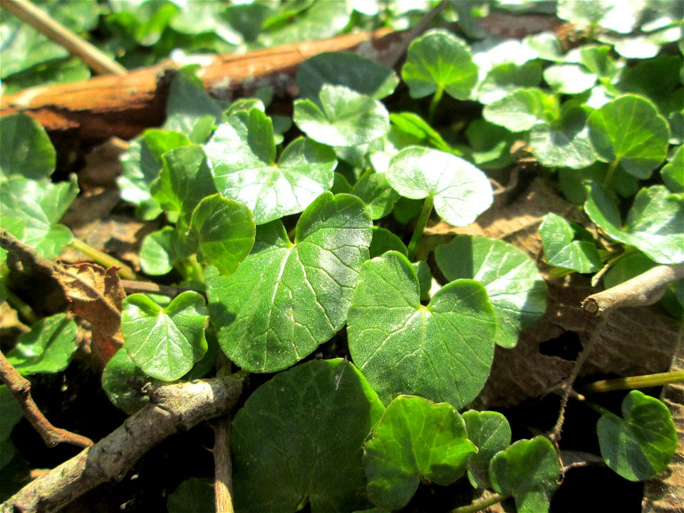 Grundblätter vom Scharbockskraut (Ficaria verna) am Saarbach in Brebach