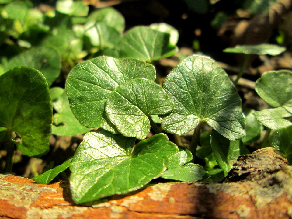Scharbockskraut (Ficaria verna) am Saarbach in Brebach