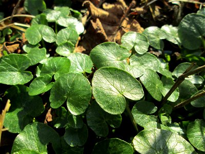 Scharbockskraut (Ficaria verna) am Saarbach in Brebach