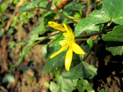Scharbockskraut (Ficaria verna) am Saarbach in Brebach