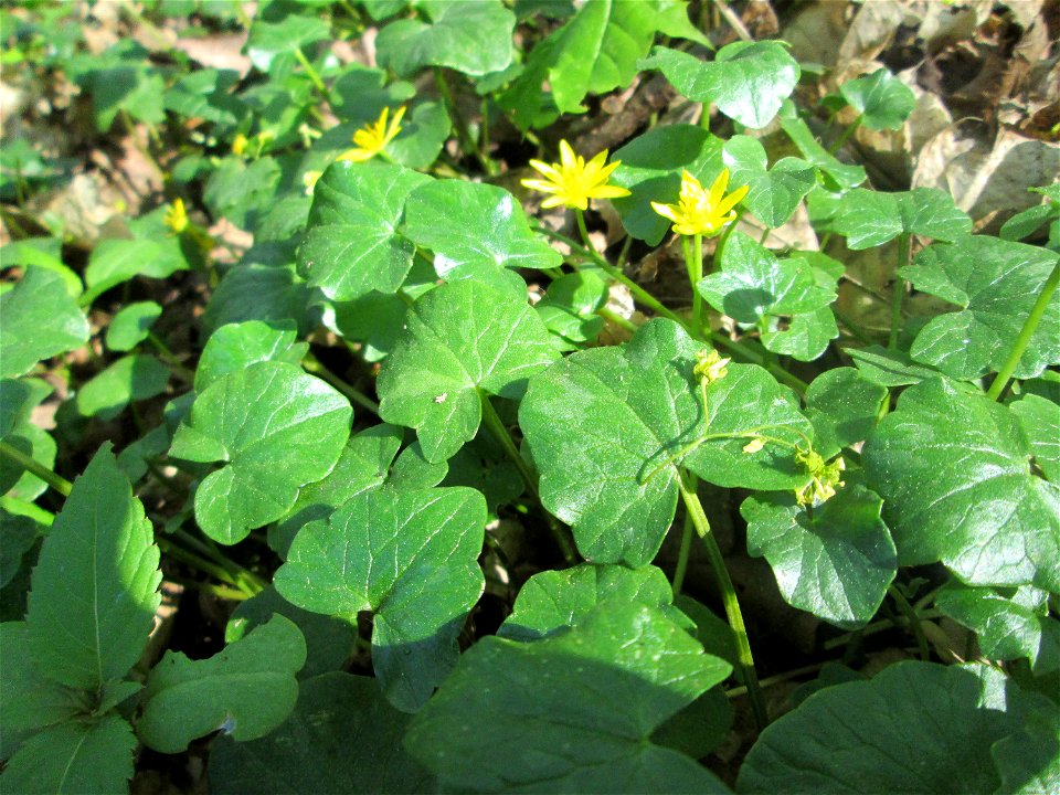 Scharbockskraut (Ficaria verna) am Reppersberg in Alt-Saarbrücken