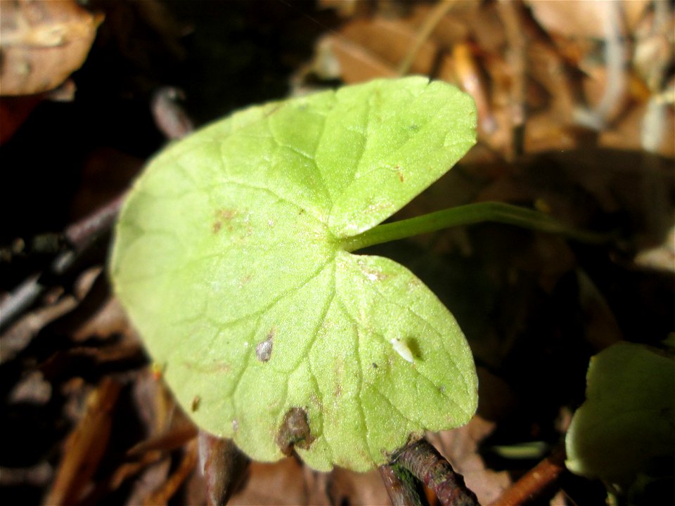 Scharbockskraut (Ficaria verna) am Markusbrunnen im Landschaftsschutzgebiet „Wisch- und Wogbachtal“ bei Fechingen