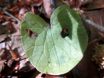 Scharbockskraut (Ficaria verna) am Markusbrunnen im Landschaftsschutzgebiet „Wisch- und Wogbachtal“ bei Fechingen