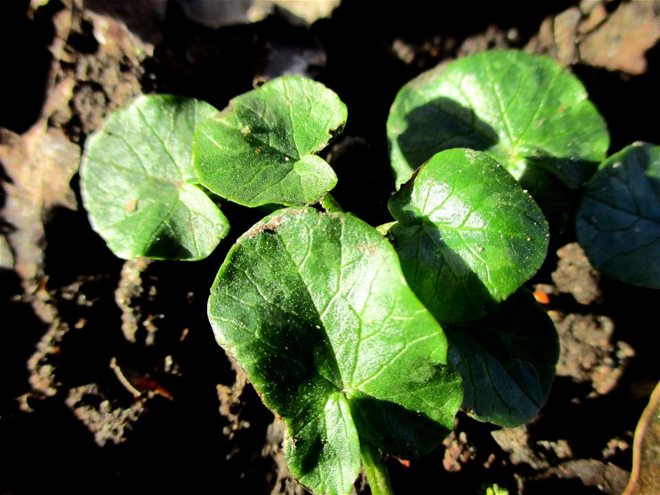 Grundblätter vom Scharbockskraut (Ficaria verna) am Saarbach in Brebach