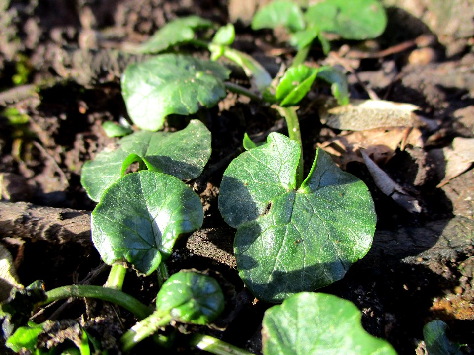 Grundblätter vom Scharbockskraut (Ficaria verna) am Saarbach in Brebach