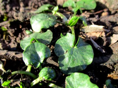 Grundblätter vom Scharbockskraut (Ficaria verna) am Saarbach in Brebach
