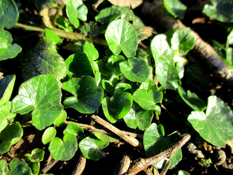 Grundblätter vom Scharbockskraut (Ficaria verna) am Saarbach in Brebach