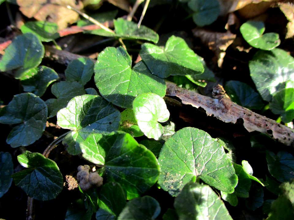 Grundblätter vom Scharbockskraut (Ficaria verna) am Saarbach in Brebach