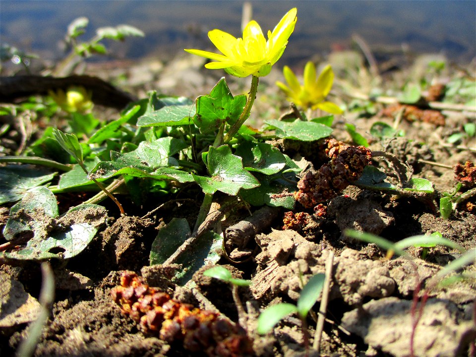 Scharbockskraut (Ficaria verna) an der Saar im Naturschutzgebiet „St. Arnualer Wiesen“