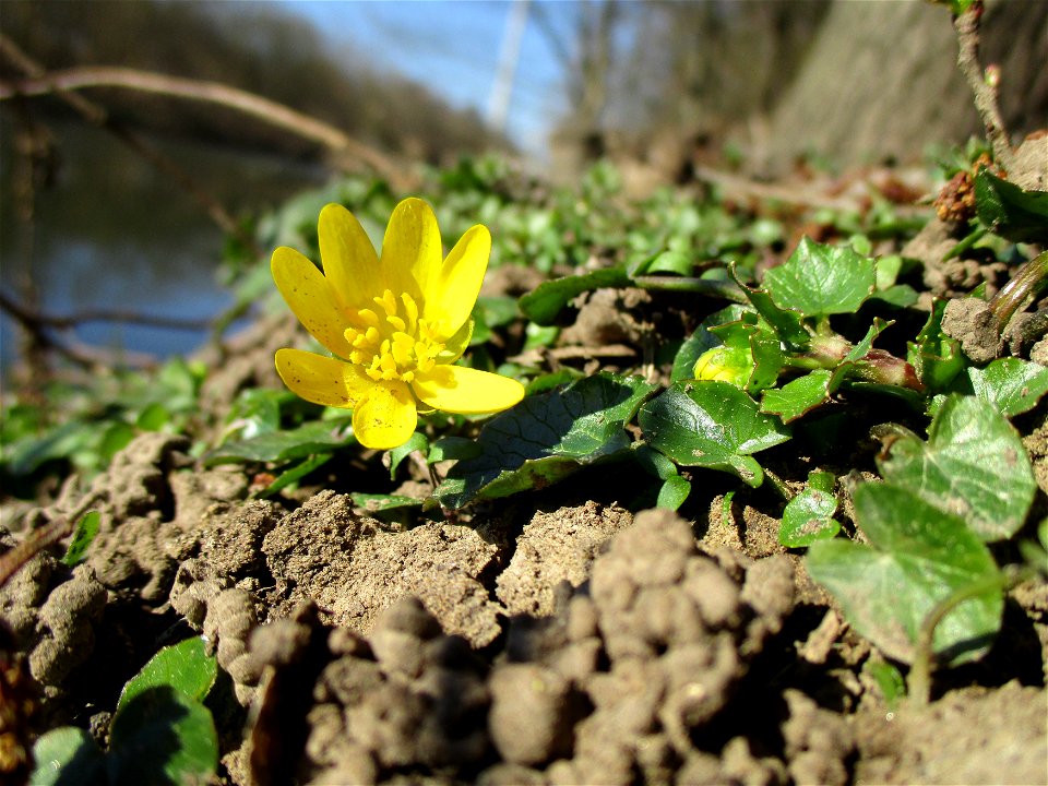 Scharbockskraut (Ficaria verna) an der Saar im Naturschutzgebiet „St. Arnualer Wiesen“