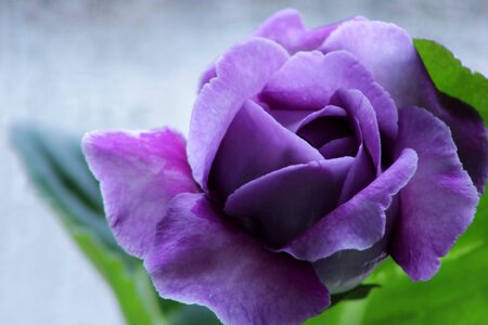 Macro feeling bloom