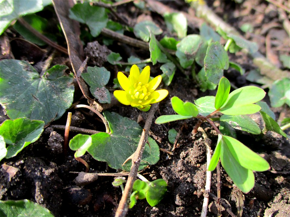 Scharbockskraut (Ficaria verna) am Saarbach in Brebach
