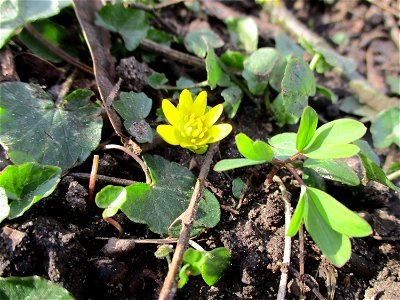 Scharbockskraut (Ficaria verna) am Saarbach in Brebach