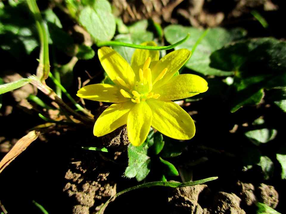 Scharbockskraut (Ficaria verna) am Saarbach in Brebach