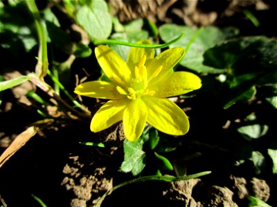 Scharbockskraut (Ficaria verna) am Saarbach in Brebach