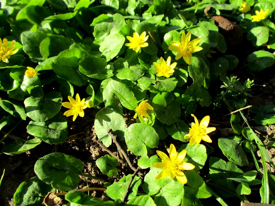 Scharbockskraut (Ficaria verna) im Bürgerpark Saarbrücken