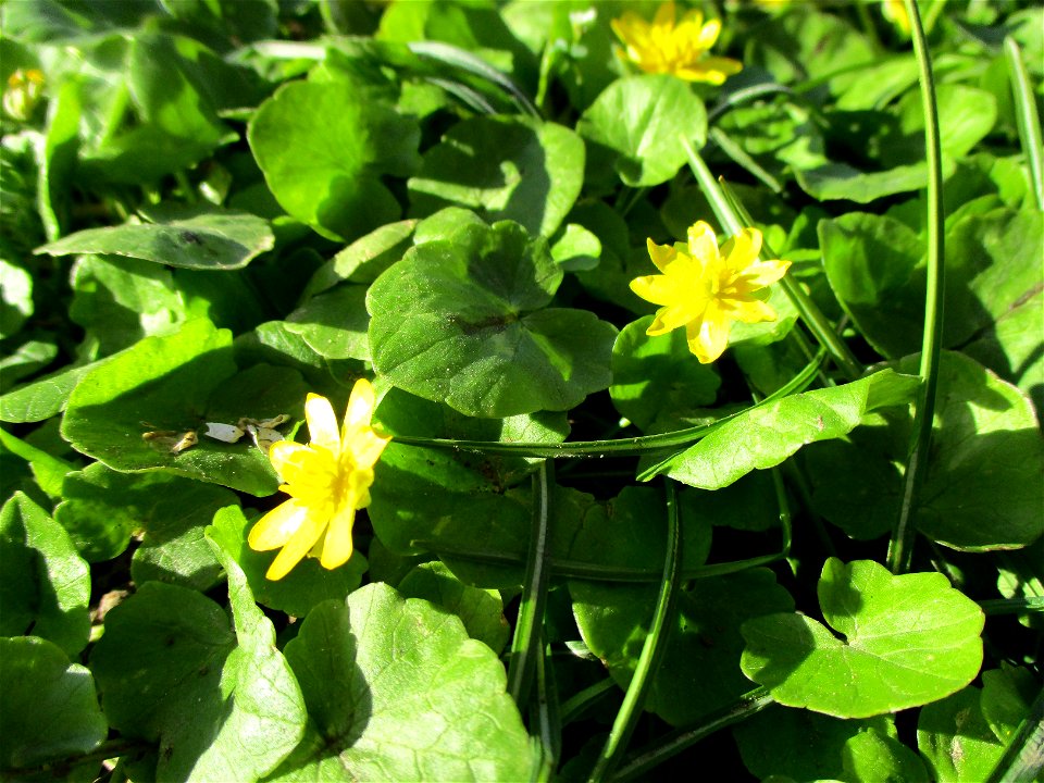 Scharbockskraut (Ficaria verna) im Bürgerpark Saarbrücken