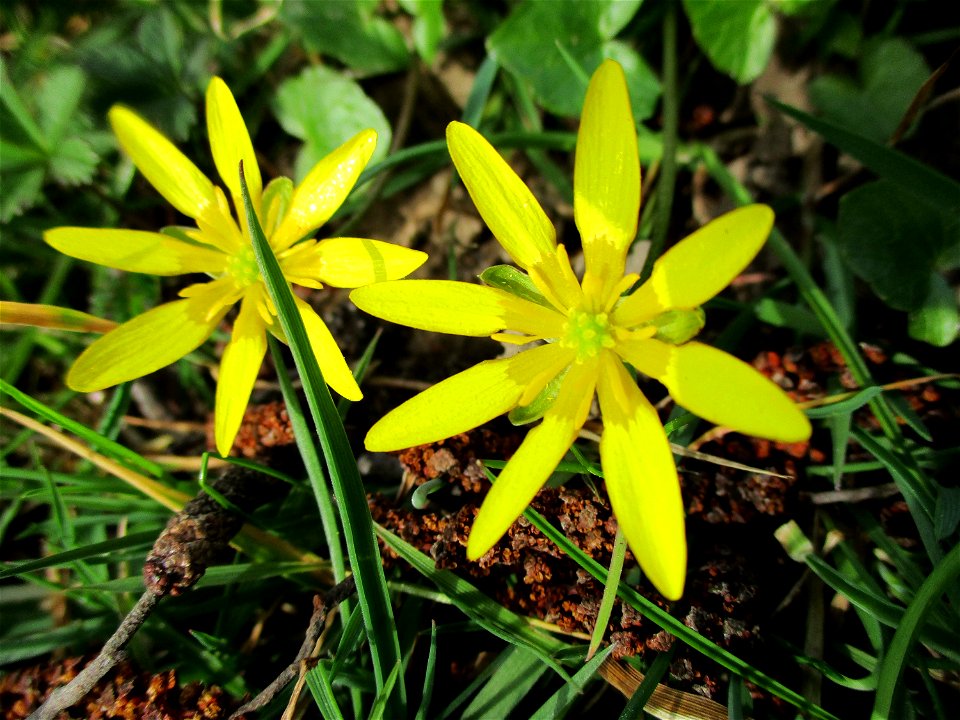 Scharbockskraut (Ficaria verna) am Saarbach in Brebach