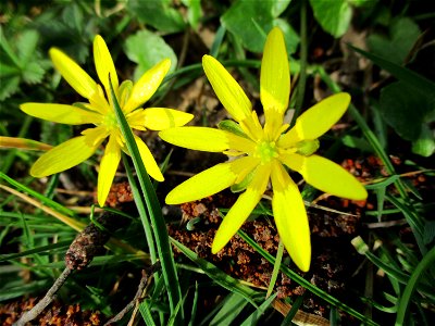 Scharbockskraut (Ficaria verna) am Saarbach in Brebach