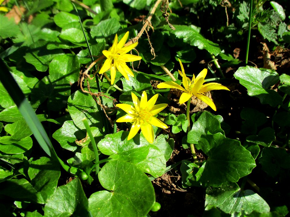 Scharbockskraut (Ficaria verna) am Saarbach in Brebach