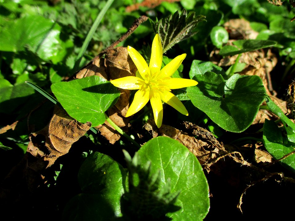 Scharbockskraut (Ficaria verna) am Saarbach in Brebach