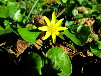 Scharbockskraut (Ficaria verna) am Saarbach in Brebach