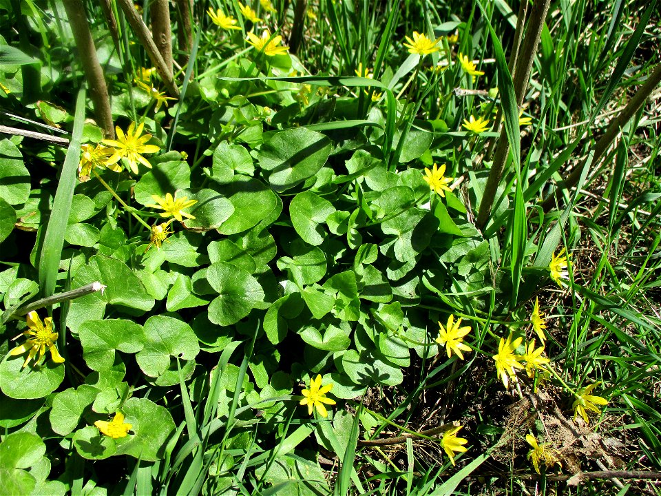 Scharbockskraut (Ficaria verna) im Naturschutzgebiet „St. Arnualer Wiesen“