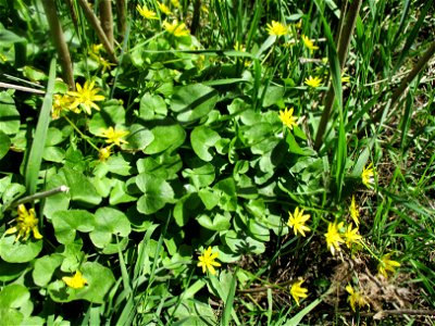 Scharbockskraut (Ficaria verna) im Naturschutzgebiet „St. Arnualer Wiesen“