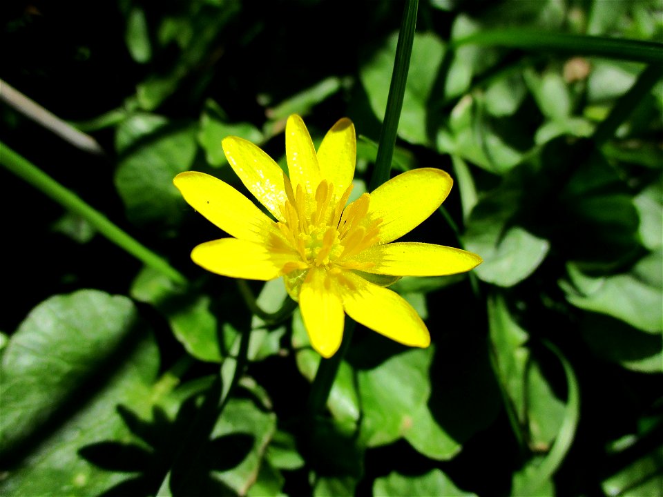 Scharbockskraut (Ficaria verna) im Naturschutzgebiet „St. Arnualer Wiesen“