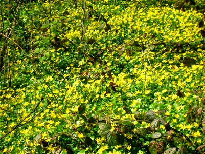 Ranunculus ficaria (Celandine) in full sun at Spier's Old School Grounds, Beith, North Ayrshire, Scotland.