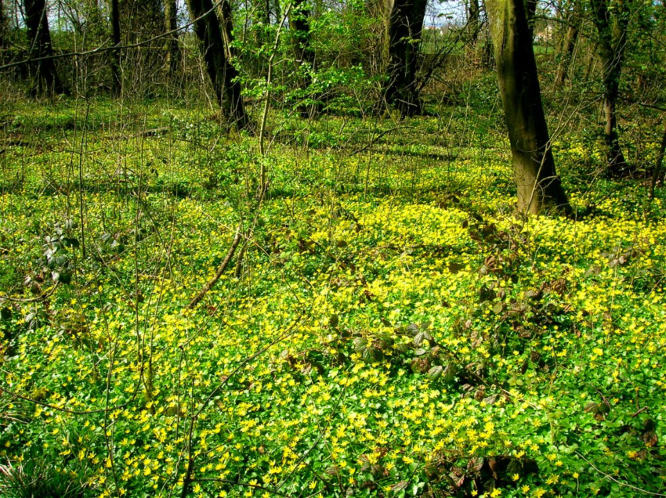Celandine (Ficaria verna) dominated sward at Spier's School Grounds, Beith, North Ayrshire, Scotland.