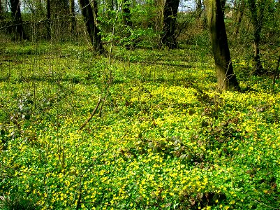 Celandine (Ficaria verna) dominated sward at Spier's School Grounds, Beith, North Ayrshire, Scotland.