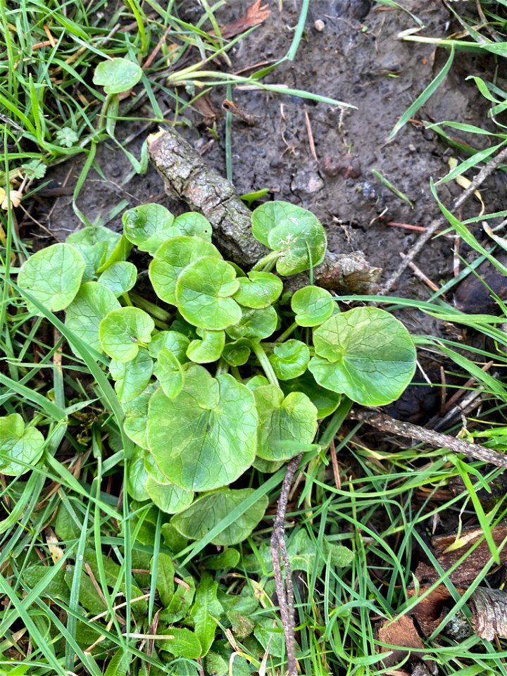 lesser celandine (Ficaria verna)