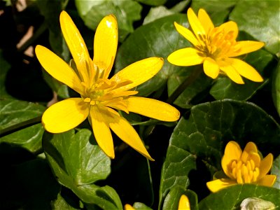 lesser celandine (Ficaria verna)