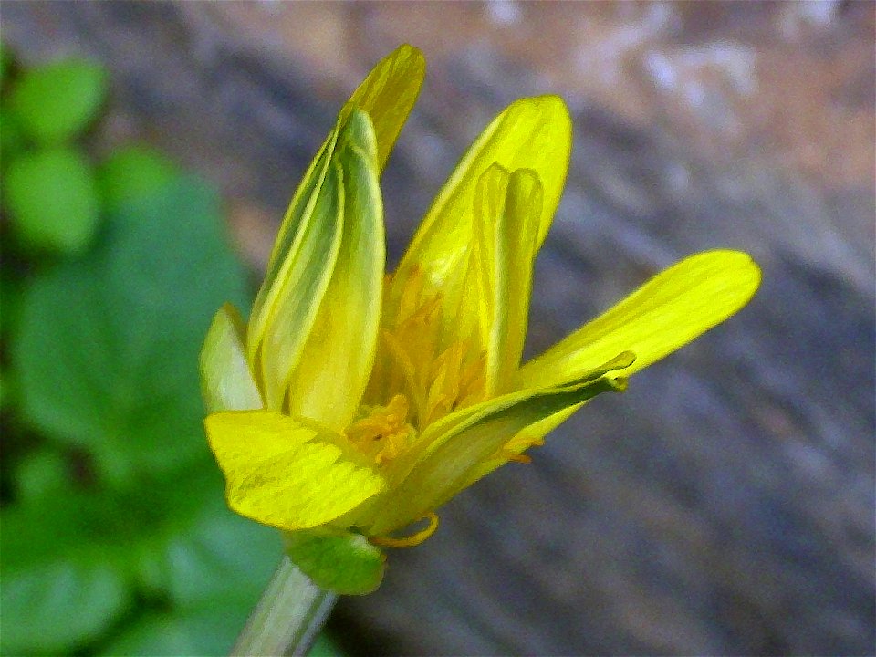 Ficaria verna Flower Closeup , in Solana del Pino, Sierra Madrona, Spain