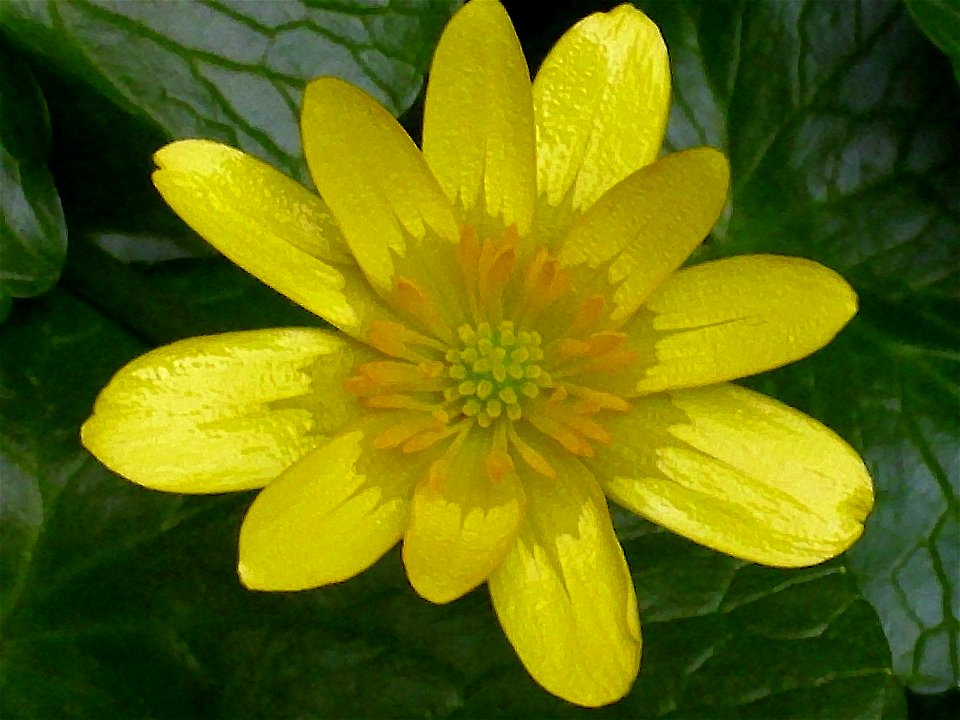Ficaria verna Flower Closeup, in Solana del Pino, Sierra Madrona, Spain