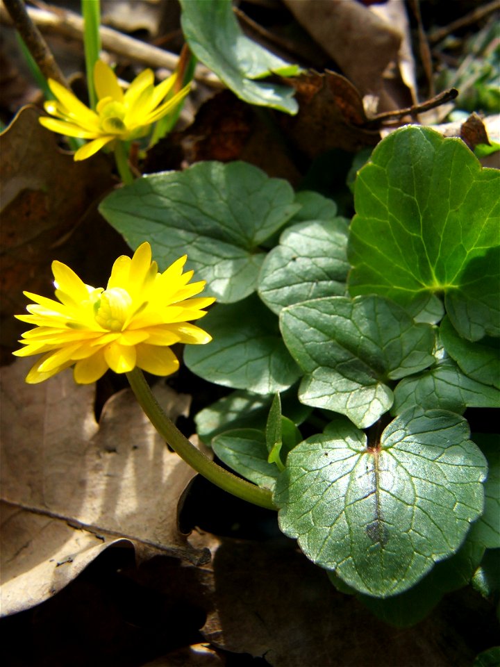 Double flowered Ficaria verna at Naszály mountain (Gyadai rét) in Hungary.