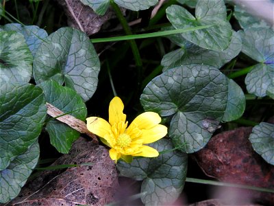 Lesser Celandine