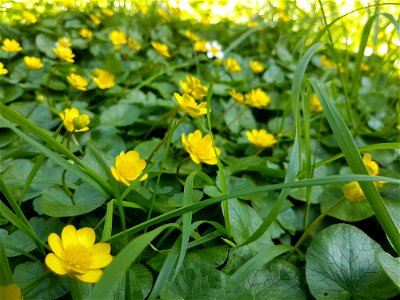 lesser celandine flowers over a lawn