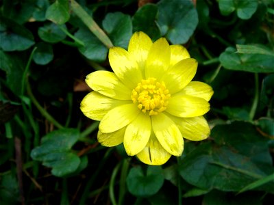 Ranunculus ficaria