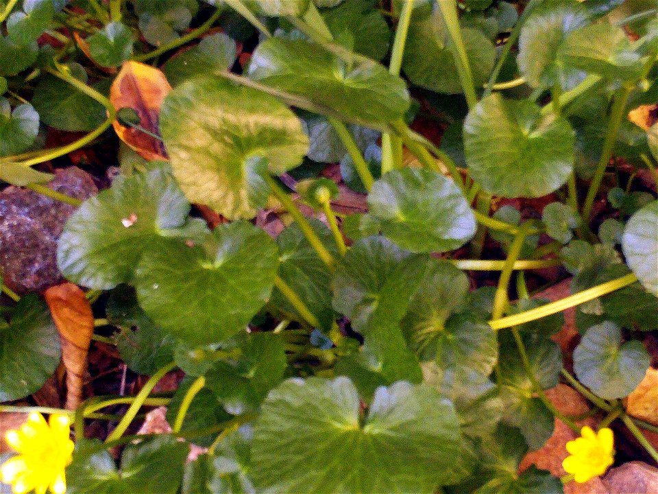 Ranunculus ficaria Habitus, in Solana del Pino, Sierra Madrona, Spain