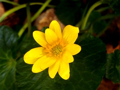 Ficaria verna Flower Closeup , in Solana del Pino, Sierra Madrona, Spain