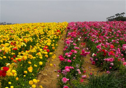 The Carlsbad Flower Fields —near Carlsbad, Southern California.