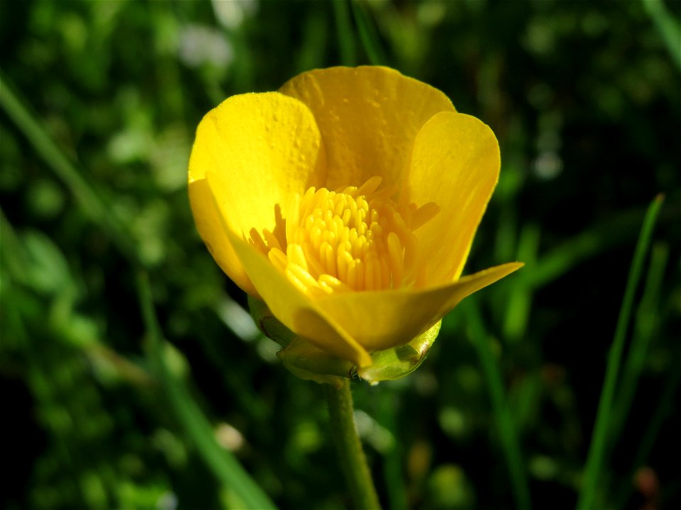 Knolliger Hahnenfuß (Ranunculus bulbosus) in Hockenheim