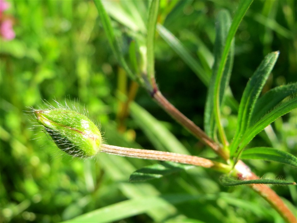 Knolliger Hahnenfuß (Ranunculus bulbosus) in Hockenheim