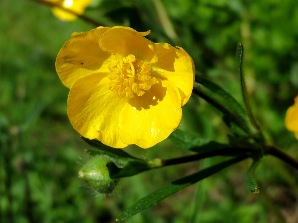 Knolliger Hahnenfuß (Ranunculus bulbosus) in Hockenheim