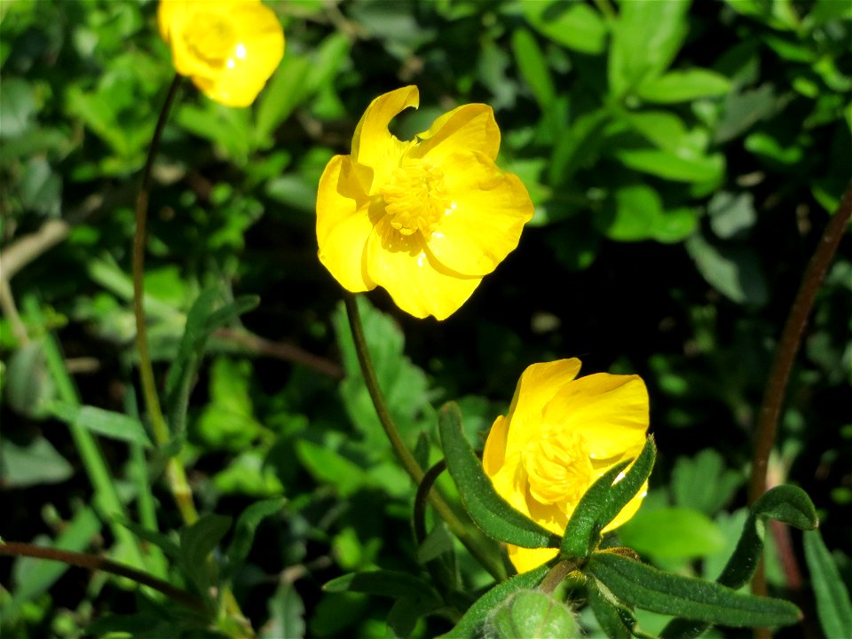 Knolliger Hahnenfuß (Ranunculus bulbosus) in Hockenheim