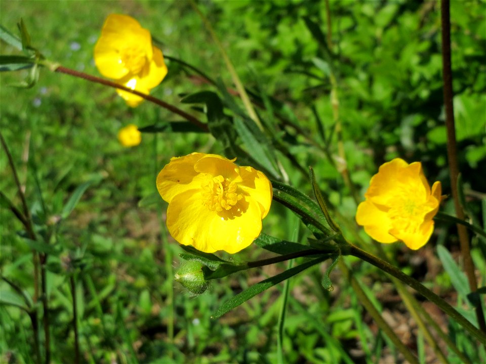Knolliger Hahnenfuß (Ranunculus bulbosus) in Hockenheim