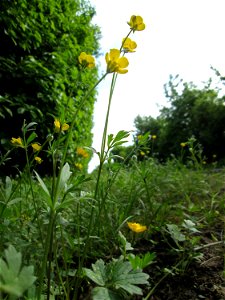 Knolliger Hahnenfuß (Ranunculus bulbosus) in Hockenheim